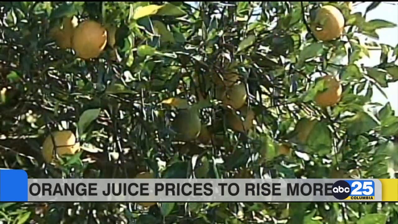 Smallest Florida citrus crop in nearly 100 years ABC Columbia