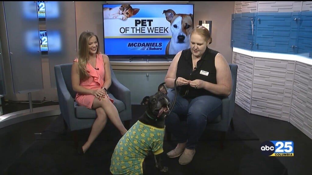 Pet Of The Week Kai