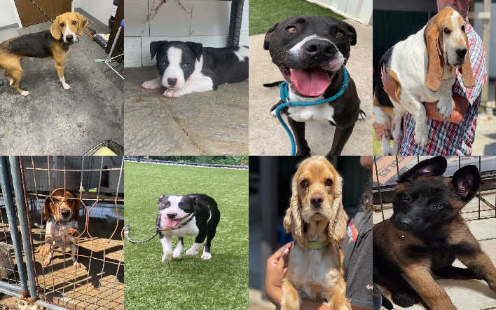 20230619pups