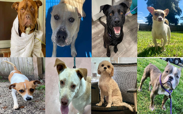 20230615pups