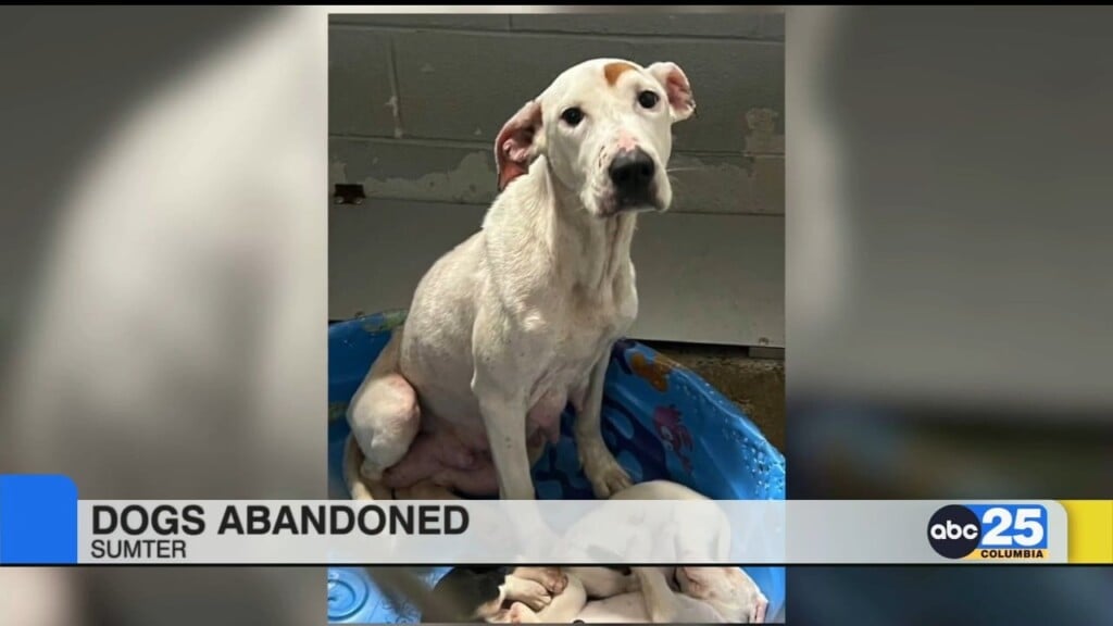 Sumter Police: Dogs Abandoned At Dillon Park
