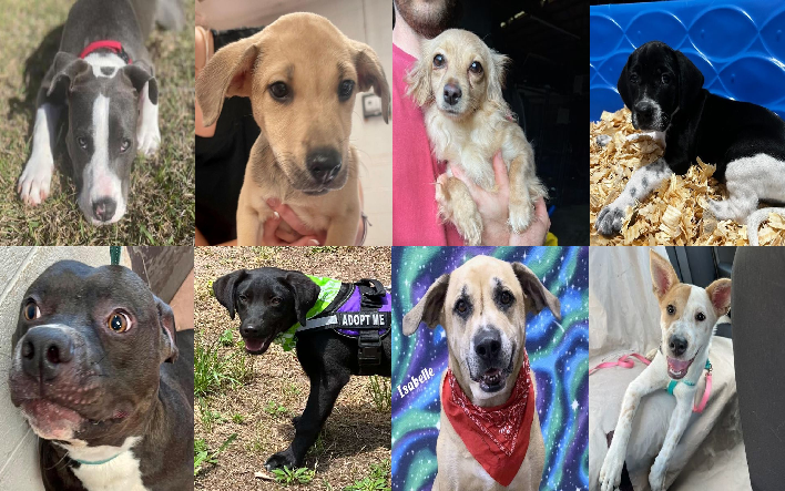20230614pups