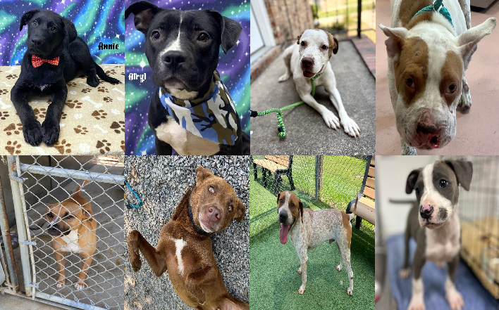 20230622pups