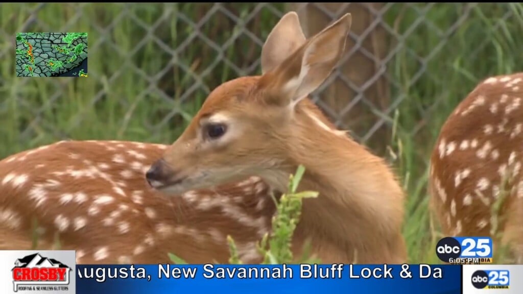 Sc Dnr: No Truth In Rumor Offering Reward For Collared Deer