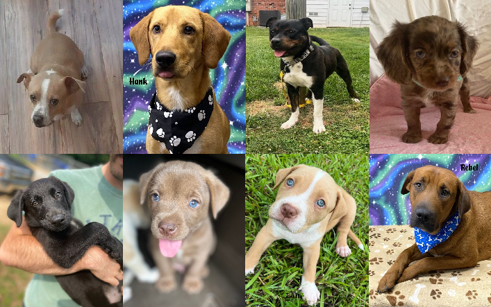20230612pups