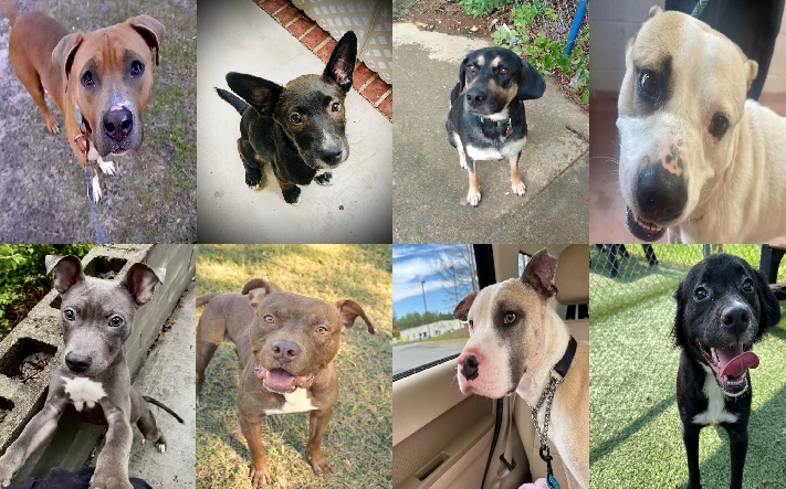 20230623pups