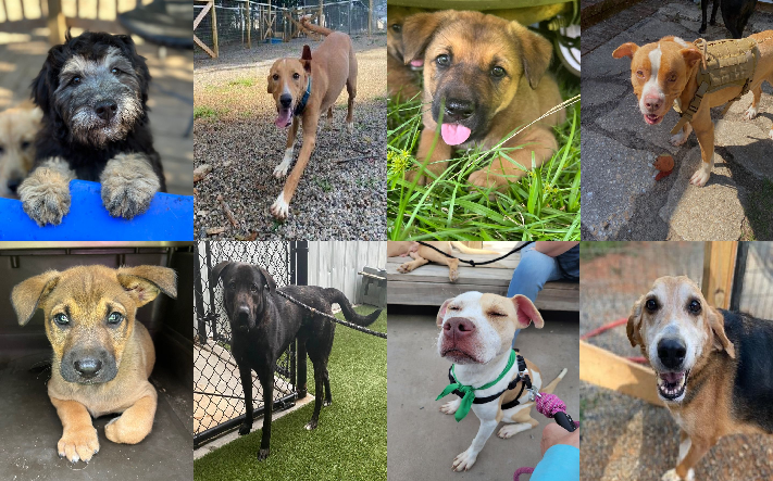 20230616pups