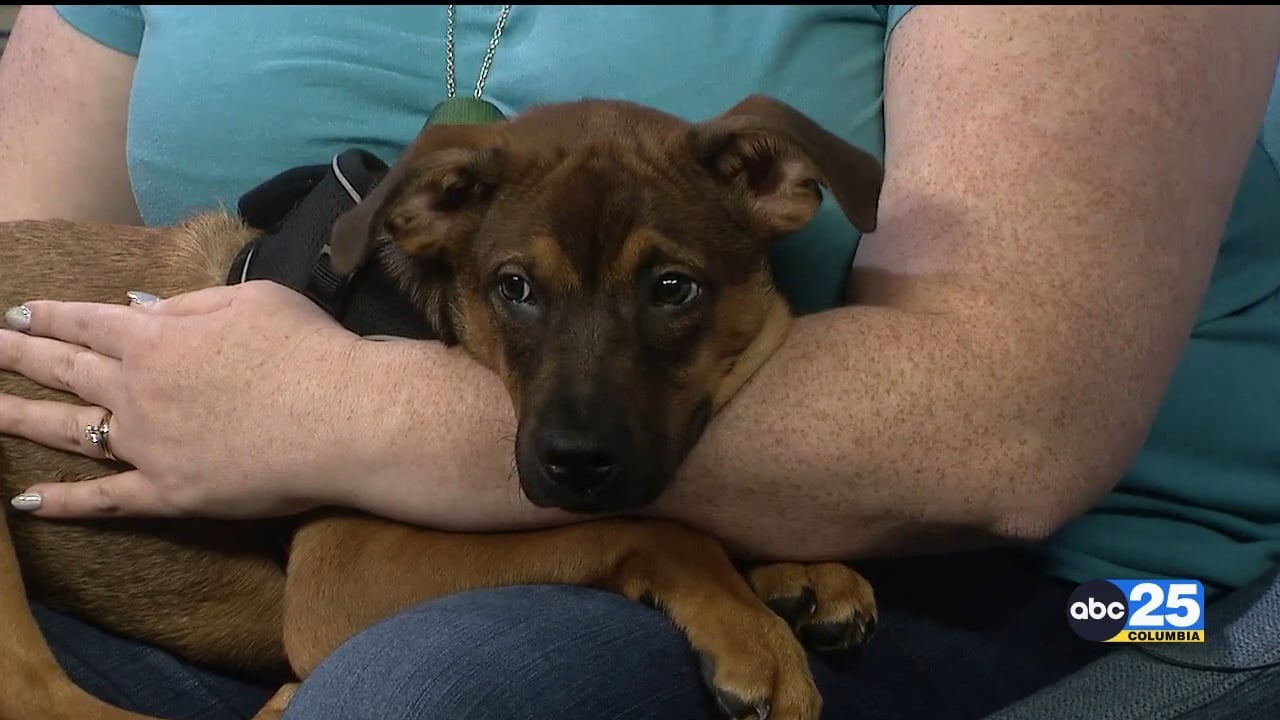 Pet of the Week: Daniel! - ABC Columbia