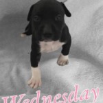 Miss Wednesday