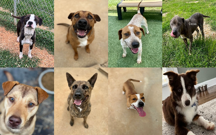 20230706dogs