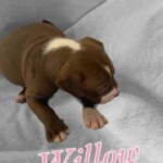 Miss Willow