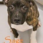 Sage