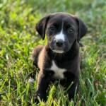 Harper