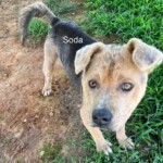 Soda