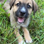 Piper