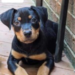 Elvis