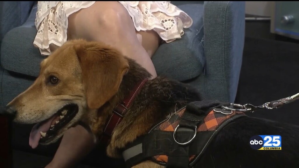 Pet Of The Week Turkey