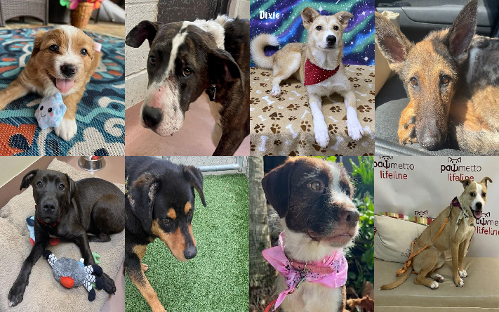 20230707pups