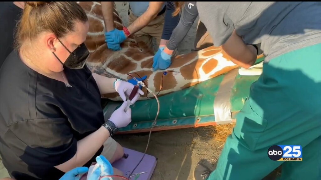 Lending A Helping Hoof Giraffes At Riverbanks Zoo Undergo Trimming And Plasma Procedures