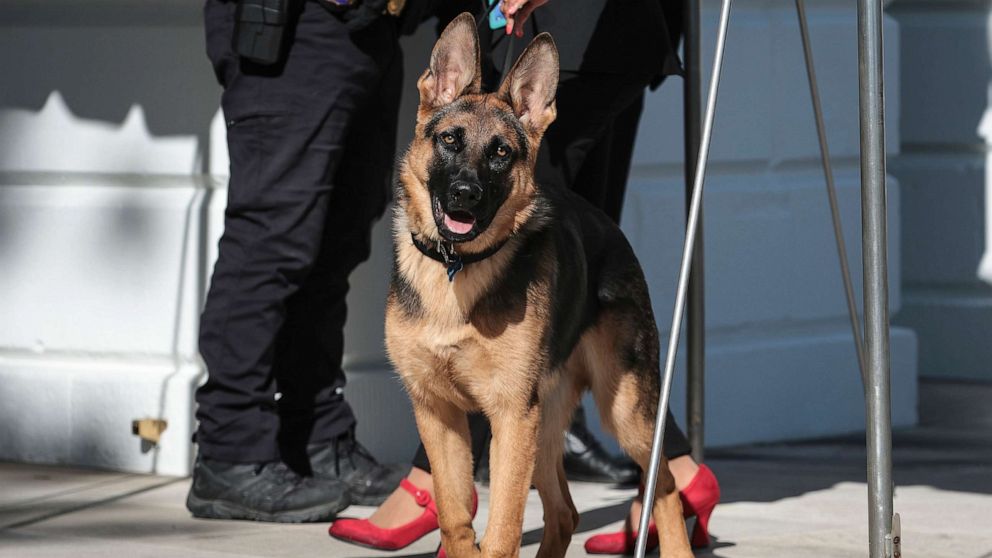 Dog 1 Gty Er 230725 1690298276672 Hpmain 16x9 992