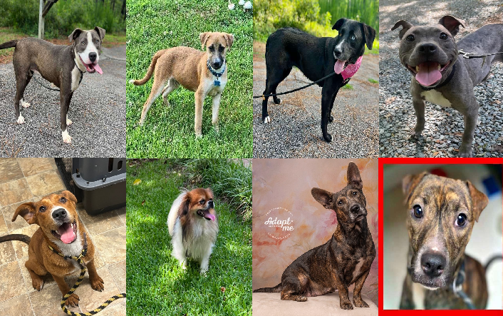 20230710pups