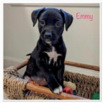 Emmy