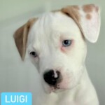 Luigi