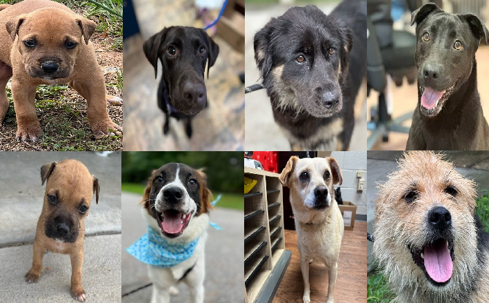 20230711pups