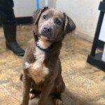 Tonka