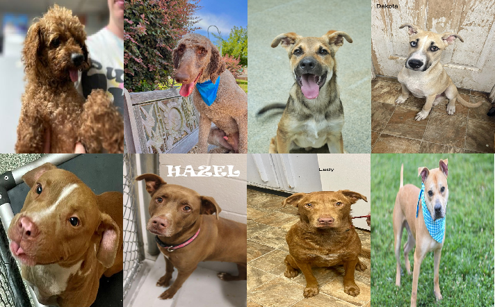 20230704pups