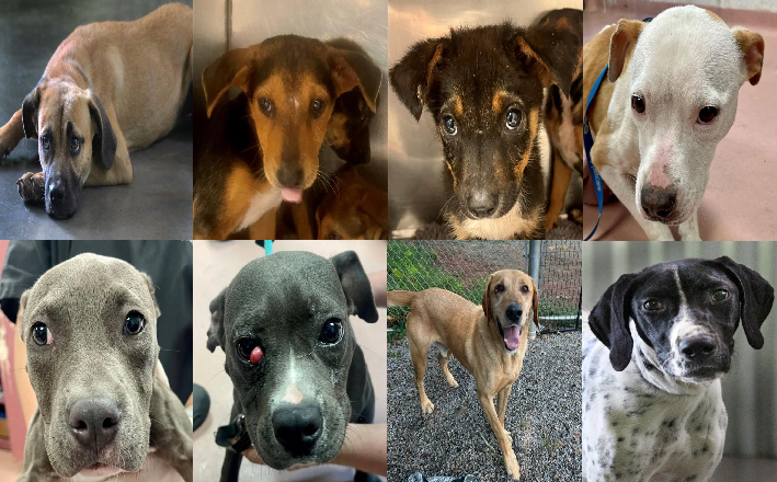 20230713pups