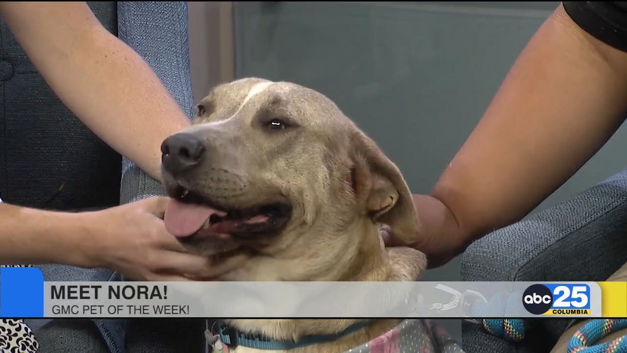 Pet of the Week: Nora! - ABC Columbia