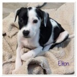 Elton
