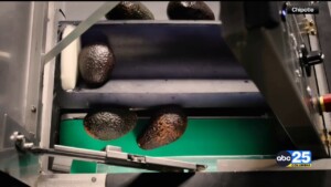 Chipotle Tests “auto Cado” Robot For Guacamole Making