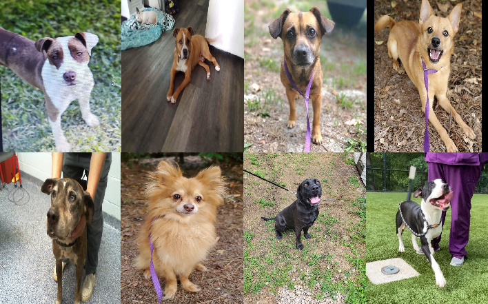 20230703pups