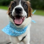 Otis
