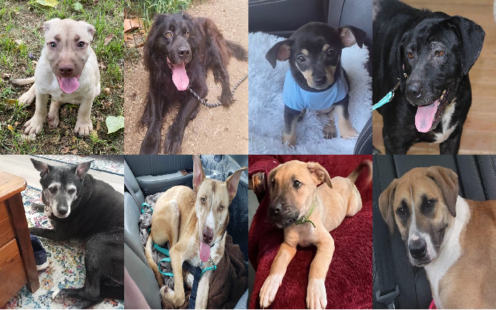 20230705pups