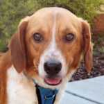 Otis