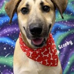 Scooby