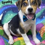 Spanky