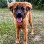 Ranger