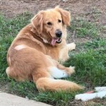 Nala
