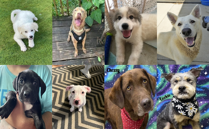 20230831dogs
