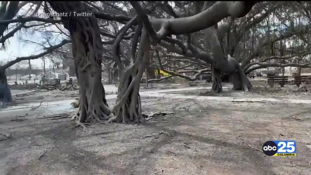 Maui Fires