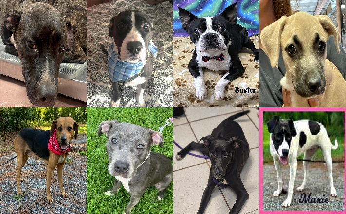 20230818pups