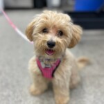 Darci
