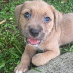 Scrappy