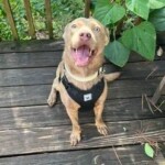 Archie