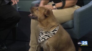 Pet Of The Week Scruff Mcgruff