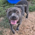 Sweetie Pie
